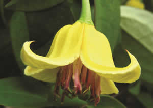 Clematis ‘Irisevi’